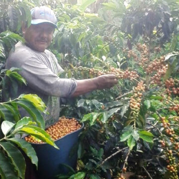 Innovación técnica y asociatividad, secreto de la producción cafetera en Pitalito