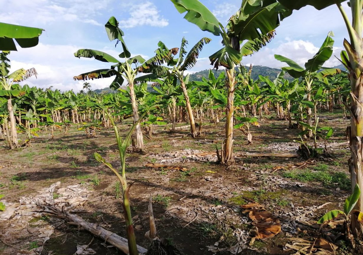 Hallan nuevas especies de parásito letal que ataca el plátano y el banano