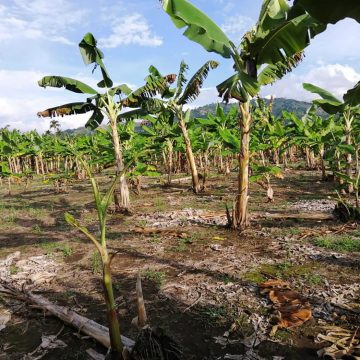 paramo Hallan nuevas especies de parásito letal que ataca el plátano y el banano